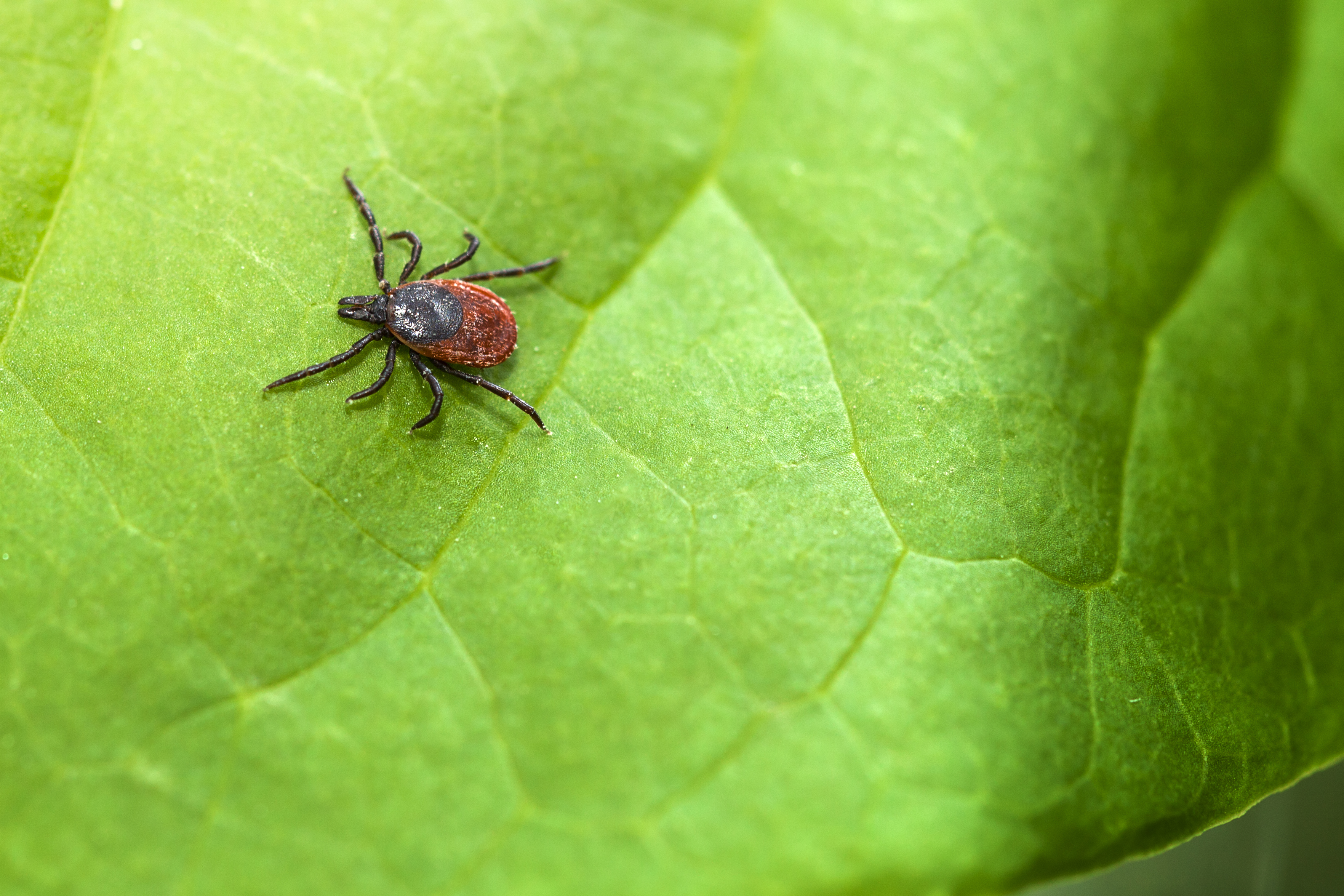 Lyme Disease